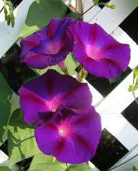 Purple Morning Glory Flower - 30 Seeds