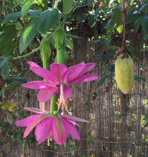 BANANA PASSION FRUIT / CURUBA(Passiflora tarminiana)  5 SEEDS