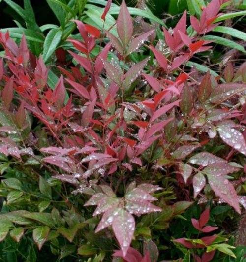 HEAVENLY BAMBOO / SACRED BAMBOO  Nandina Domestica   30 SEEDS