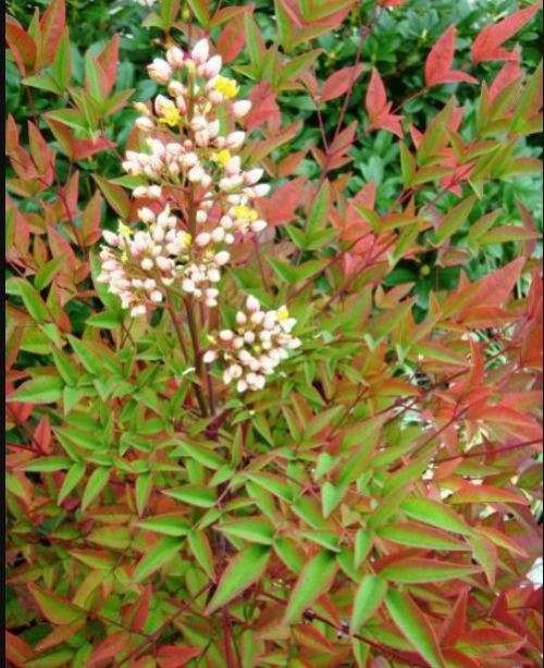 HEAVENLY BAMBOO / SACRED BAMBOO  Nandina Domestica   30 SEEDS