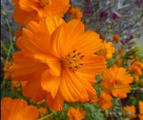 Flowers -  Cosmos ` Cosmic Orange` - 20 Seeds
