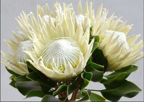 PROTEA CYNAROIDES -  KING WHITE PROTEA  ` Arctic Ice` -  10 SEEDS