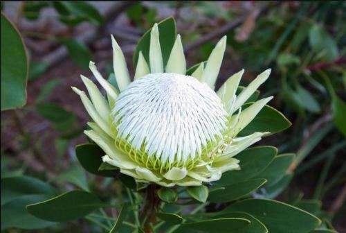 PROTEA CYNAROIDES -  KING WHITE PROTEA  ` Arctic Ice` -  10 SEEDS