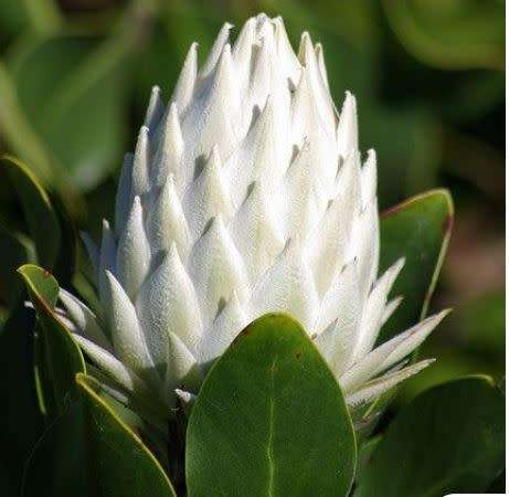 PROTEA CYNAROIDES -  KING WHITE PROTEA  ` Arctic Ice` -  10 SEEDS