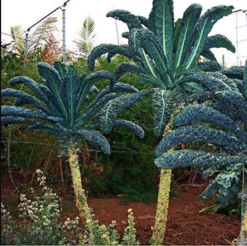Italian Heirloom BLACK TUSCAN PALM KALE  Lacinato Brassica  - 20 SEEDS