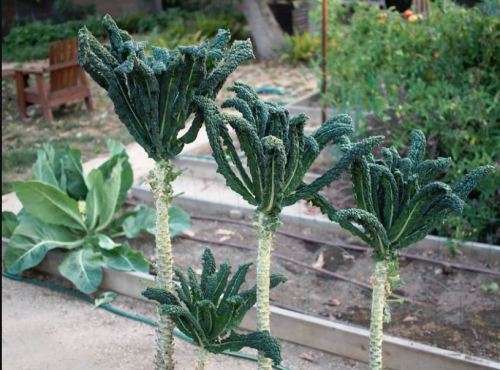 Italian Heirloom BLACK TUSCAN PALM KALE  Lacinato Brassica  - 20 SEEDS