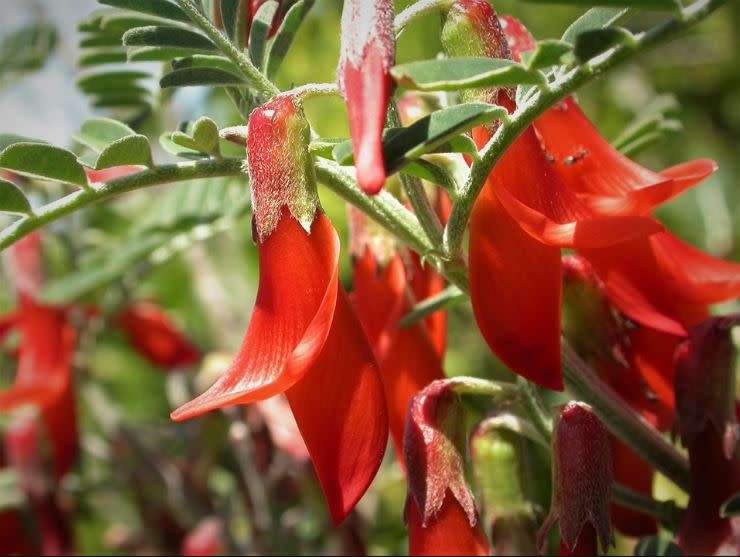 CANCER BUSH `Sutherlandia frutescens`  - 10 SEEDS  -  MEDICINAL