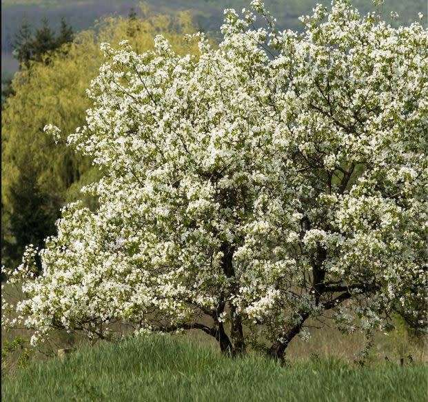 BLACK MULBERRY  `morus nigra` - 20 SEEDS