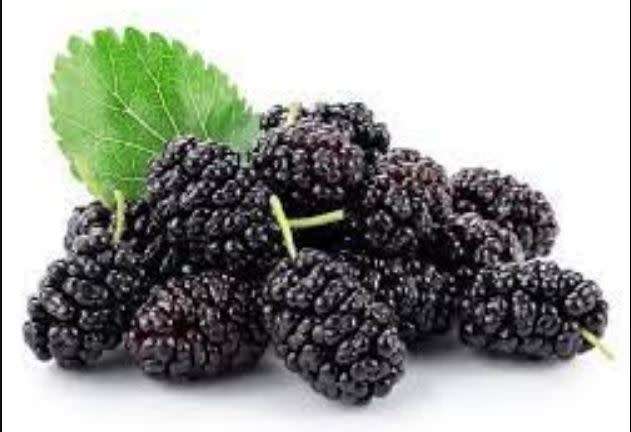 BLACK MULBERRY  `morus nigra` - 20 SEEDS