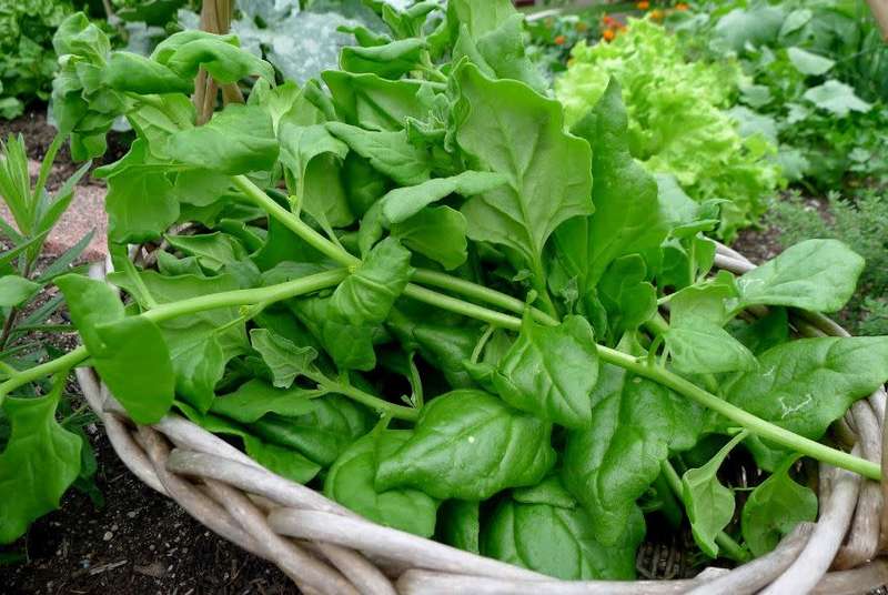 HEIRLOOM - MALABAR SPINACH / WARRIGAL GREENS/ SEA SPINACH  -  10 SEEDS   `Tetragonia tetragonioides`