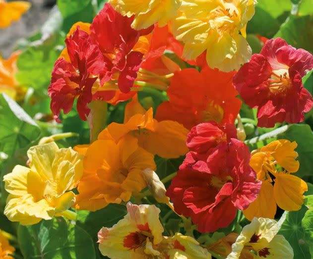 NASTURTIUM VINE - CLIMBING TALL MIX  -  5 SEEDS   `Tropaeolum majus`Edible Flowers