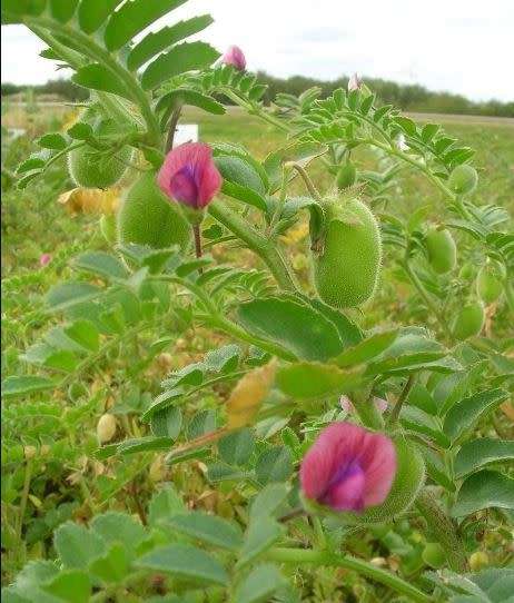 Garbanzo Bean  / Egyptian Pea / Bengal Gram  'Cicer Arietinum'  -  20 Seeds