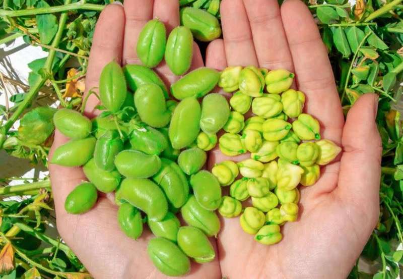 Garbanzo Bean  / Egyptian Pea / Bengal Gram  'Cicer Arietinum'  -  20 Seeds