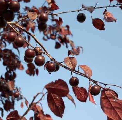PURPLE MYROBALAN CHERRY  PLUM  `Prunus cerasifera` (3 SEEDS)