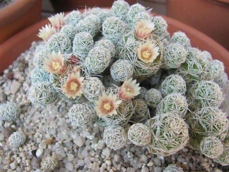 CACTUS PUP  -  THIMBLE CACTUS -  Mammillaria Vetula ssp. Gracilis -  2 X Pups