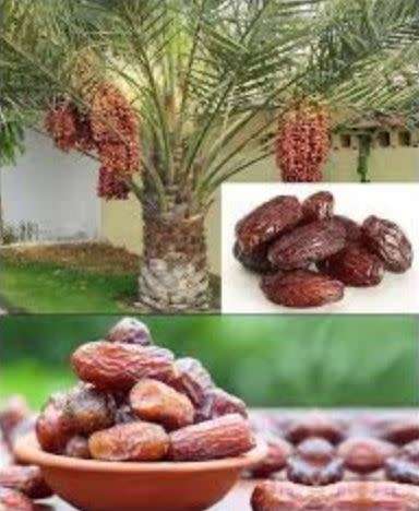 DATES MEDJOOL / DATE PALM TREE/  Phoenix dactylifera    (3 SEEDS)