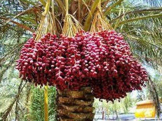 DATES MEDJOOL / DATE PALM TREE/  Phoenix dactylifera    (3 SEEDS)