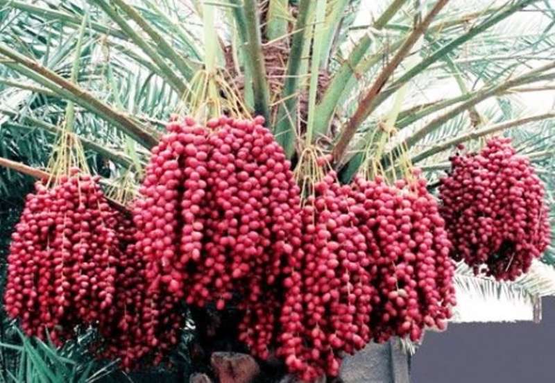 DATES MEDJOOL / DATE PALM TREE/  Phoenix dactylifera    (3 SEEDS)