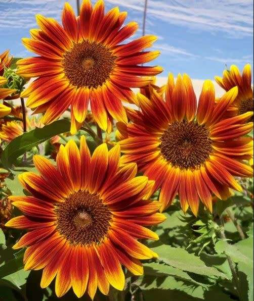 RED SUNFLOWER  - `SANTA FE SUNSET`    20 SEEDS