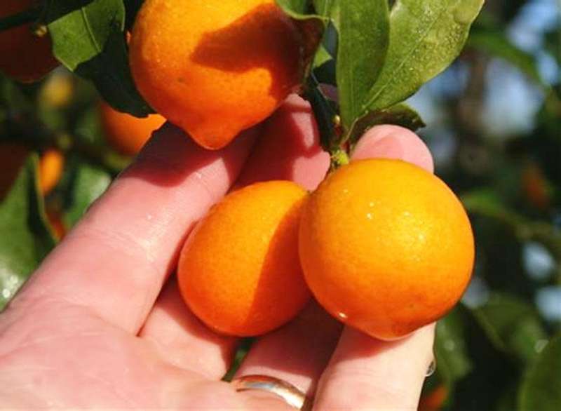 FUKUSHU KUMQUAT - `FORTUNELLA OBOVATA`  10 SEEDS