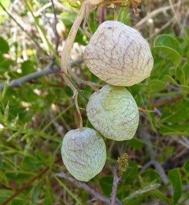CYCSTICAPNOS VESICARIA /  KLAPPERTJIES  -   15  SEEDS  -  rare