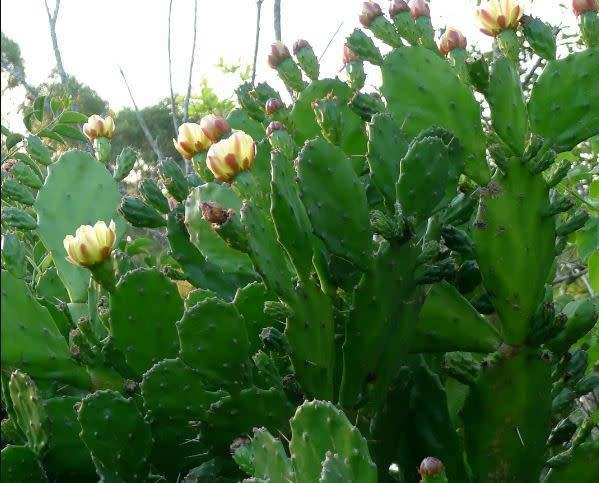BARBARY FIG  /  PRICKLY PEAR / Opuntia monacantha  -  20 SEEDS