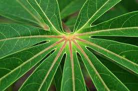 CASSAVA / TAPIOCA PLANT  - Manihot Esculenta   15  SEEDS
