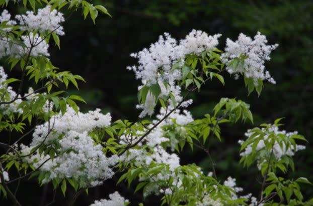JAPANESE ASH TREE - Fraxinus lanuginosa  30 SEEDS