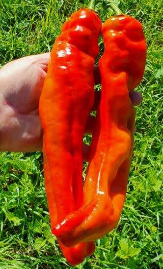 SWEET PEPPER -  `BIG BANANA`  RED   -  10 seeds