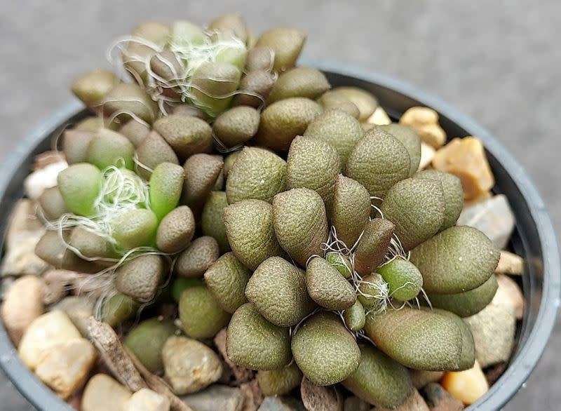 Anacampseros Vanthielii -  20 Seeds   -  Succulent