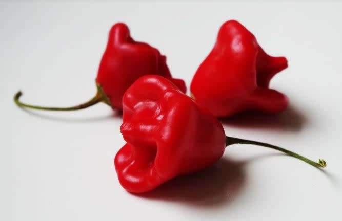CAPSICUM BACCATUM - JOKER`S HAT / CHRISTMAS BELLS  / BISHOPS CROWN - 10 SEEDS
