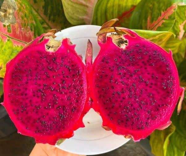 DRAGONFRUIT ZAMORANO   - 20 Seeds  - PINK SKIN & NEON PINK FLESH
