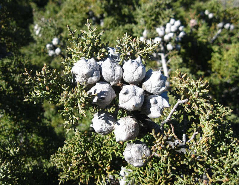 CUYAMAKA CYPRESS - Cupressus stephensonii - 20 Seeds