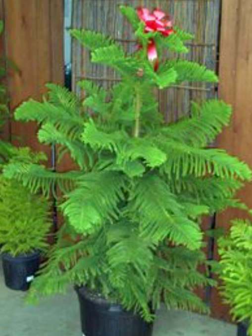 NORFOLK ISLAND PINE/ POLYNESIAN PINE   -Araucaria Heterophylla -  3 Seeds