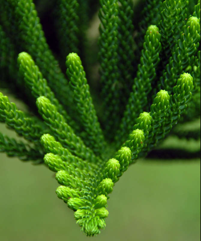 NORFOLK ISLAND PINE/ POLYNESIAN PINE   -Araucaria Heterophylla -  3 Seeds