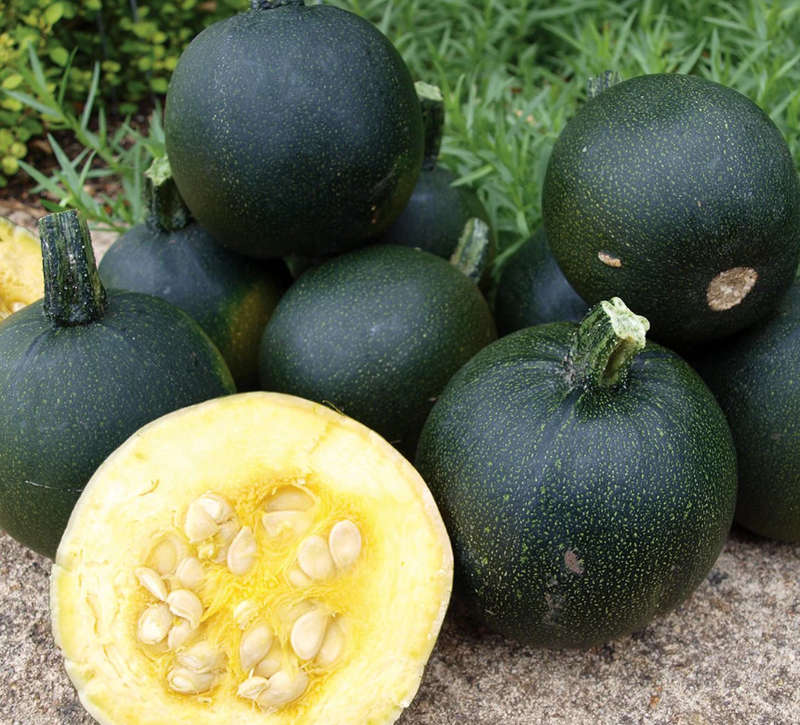 GEMSQUASH / ROLET SQUASH / LITTLE GEM / SKORSIE   - 20 SEEDS /  pumpkin & squash