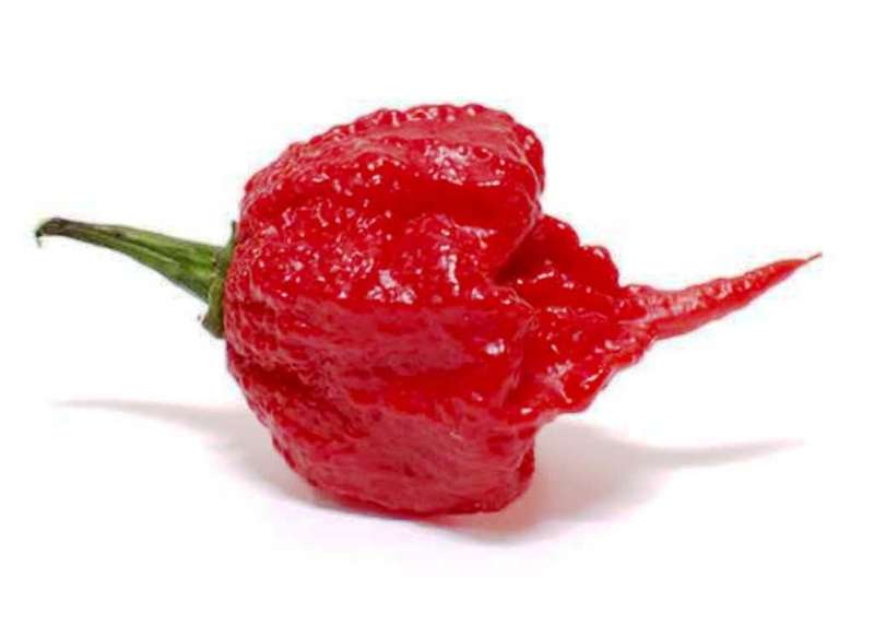 CHILLIES -  CAROLINA REAPER  -   5 SEEDS  `capsicum chinense`  SUPER HOTTEST!!!