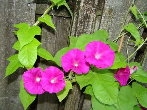 PSYCHOACTIVE  -  PINK SCARLET MORNING GLORY (30 SEEDS)