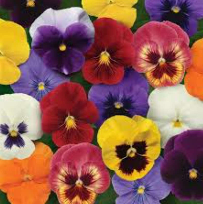 FLOWERS  -  VIOLA / PANSY GIANT MIX  -  30 SEEDS  -  edible flowers