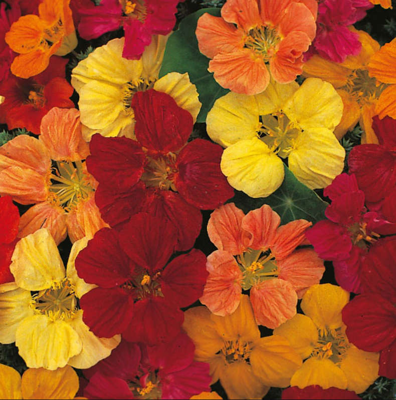 NASTURTIUM  - TOM THUMB  ` Tropaeolum`  -  5 SEEDS   `Tropaeolum majus`Edible Flowers