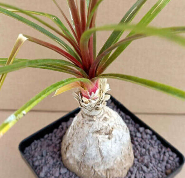 PUYA MIRABILIS / BROMELIAD / - 30 SEEDS