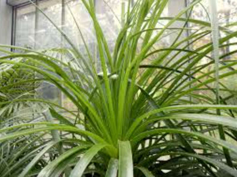 PUYA MIRABILIS / BROMELIAD / - 30 SEEDS