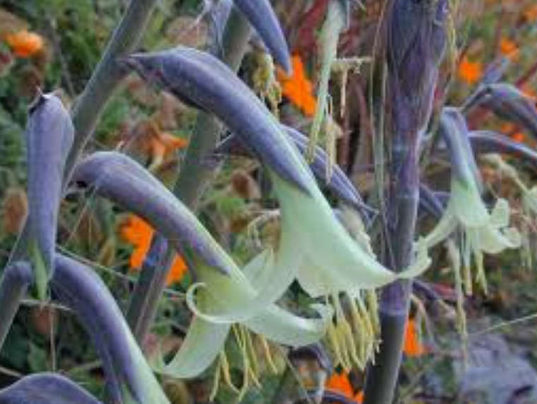 PUYA MIRABILIS / BROMELIAD / - 30 SEEDS