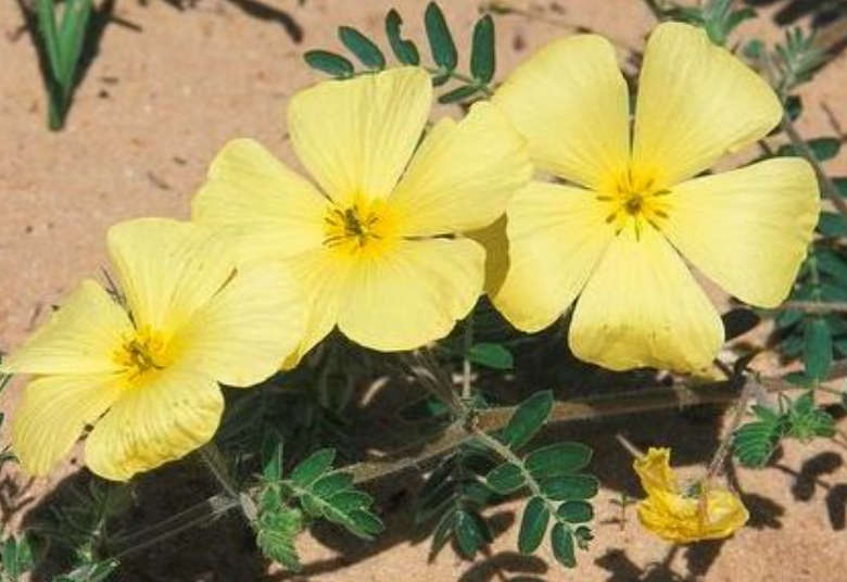 FLOWERS -  AL SAMER FLOWER / National Flower of Dubai & UAE - Tribulis Omanense     -  50 SEEDS