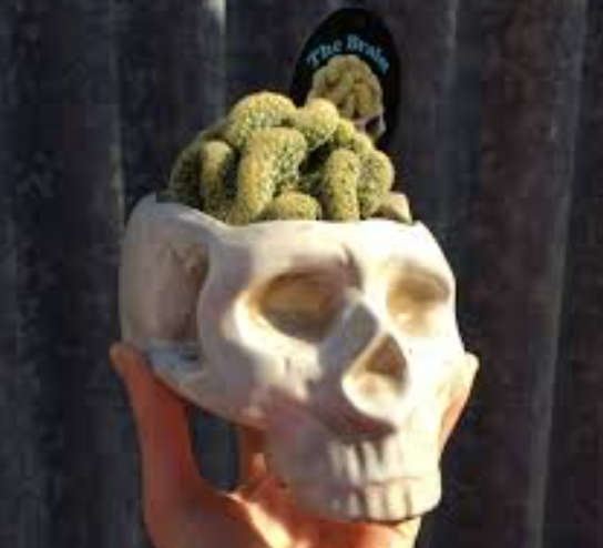 BRAIN CACTUS -  Mammillaria Elongata Cristata   -  1 X OFFSET CUTTING