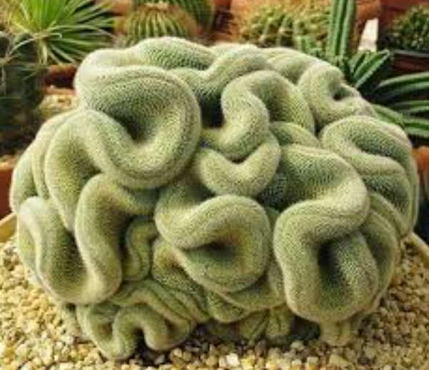 BRAIN CACTUS -  Mammillaria Elongata Cristata   -  1 X OFFSET CUTTING