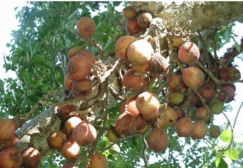 MULBERRY FIG / SYCAMORE FIG / MOCHABA / UMNCONGO - Ficus sycomorus  10 SEEDS