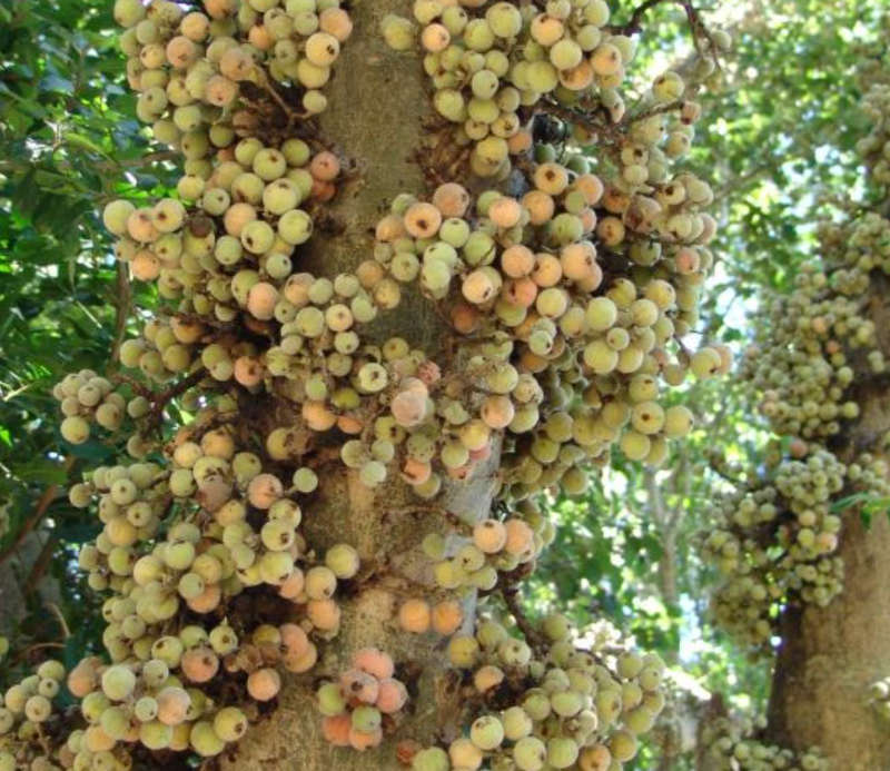 MULBERRY FIG / SYCAMORE FIG / MOCHABA / UMNCONGO - Ficus sycomorus  10 SEEDS