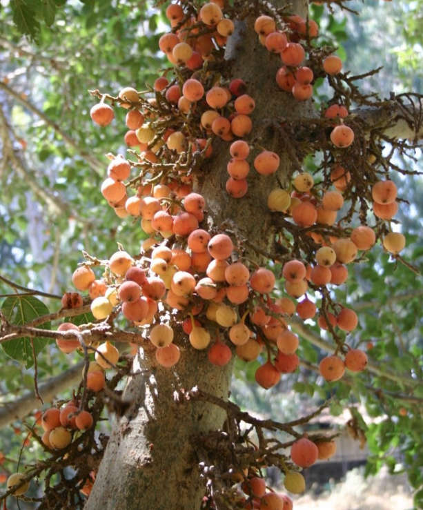 MULBERRY FIG / SYCAMORE FIG / MOCHABA / UMNCONGO - Ficus sycomorus  10 SEEDS