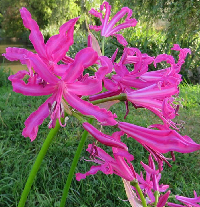 NERINE BOWDENII `ISABEL`    10 SEEDS